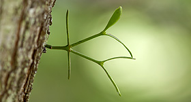 Misteltrieb