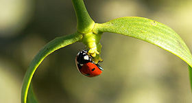 Marienkäfer auf Mistelblüte