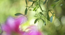 Rosenmistel