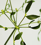 Misteltriebe von oben