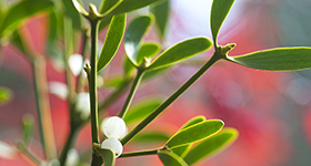 Mistel vor roten Blüten