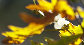 Goldenes Herbstlaub und Mistelbeeren leuchten um die Wette im Licht der untergehenden Sonne.