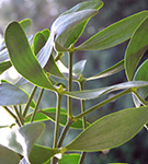 Misteltriebe