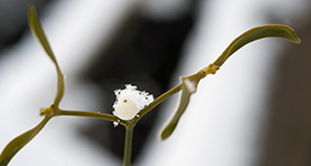 Mistelbeere mit Schneehäubchen