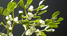 Mistelzweig mit vielen Beeren