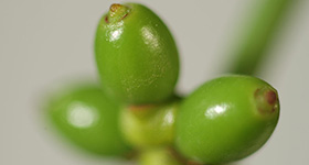 Unreife Mistelbeeren
