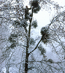 Winterernte