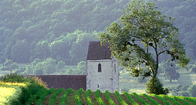 Mistelbaum bei Kapelle