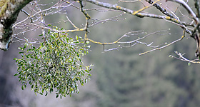 Mistelbusch