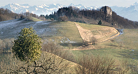 Mistel vor Berglandschaft