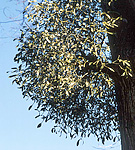 Kiefernmistel