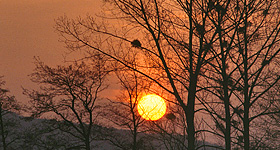 Misteln im Sonnenuntergang