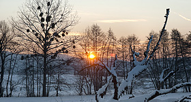 Baum mit Misteln in der Wintersonne