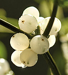 Mistelbeeren