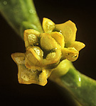 Mistelblüte